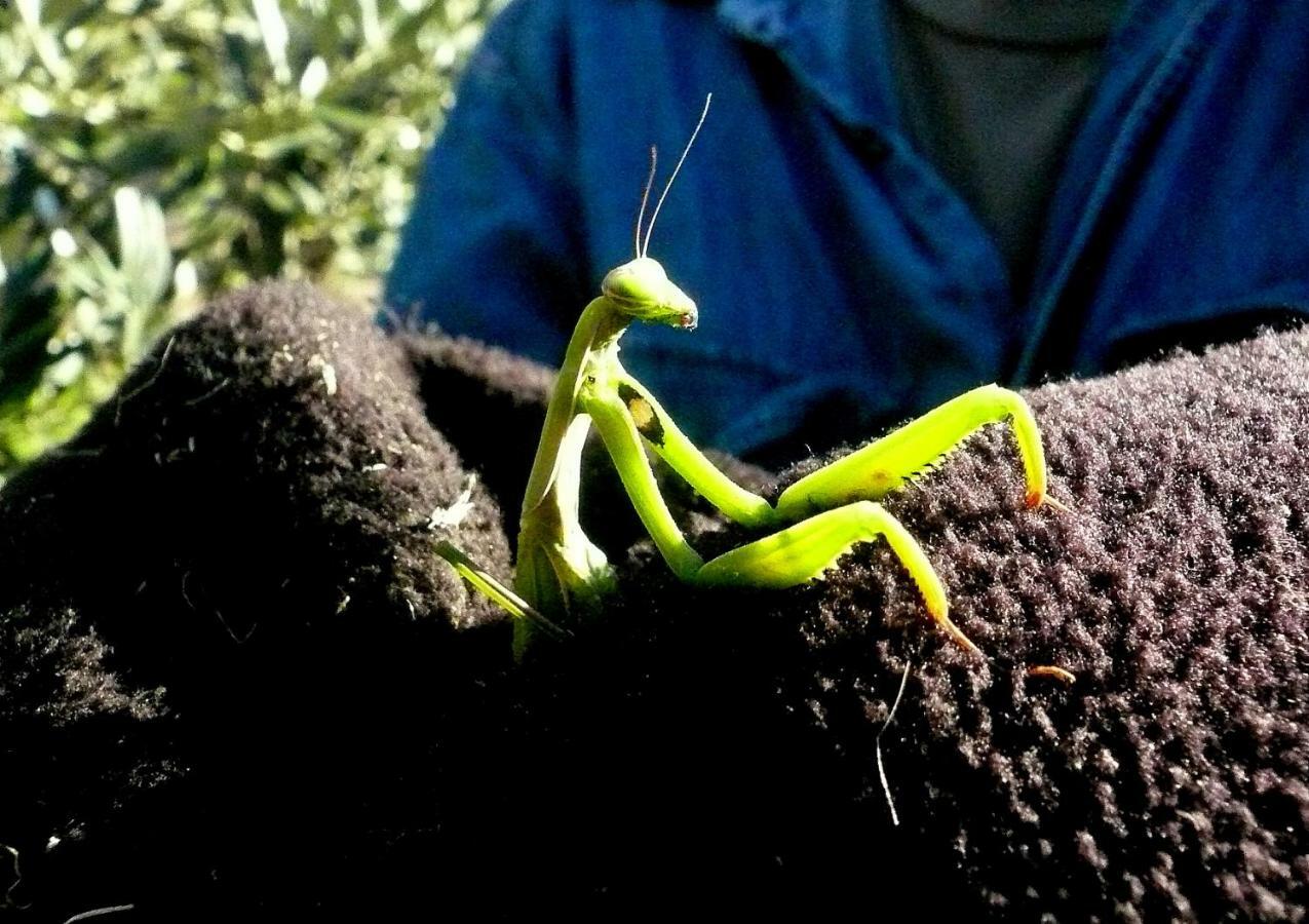 Апартаменты Poggio Magginga Terricciola Экстерьер фото